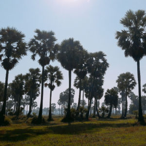 ดงต้นตาลโตนดเมืองเพชรบุรี